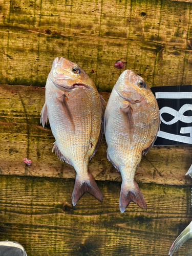 タイの釣果