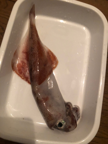 ヤリイカの釣果