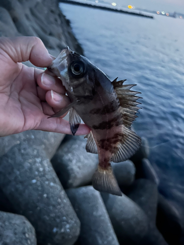 メバルの釣果