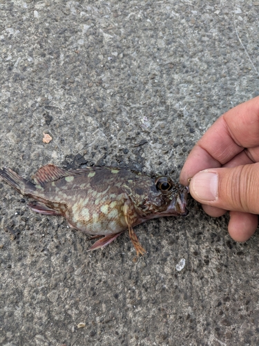 カサゴの釣果