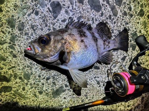 シロメバルの釣果