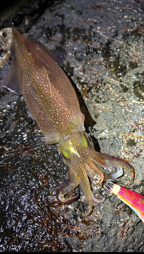 ヤリイカの釣果