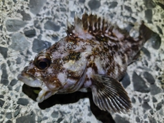 オウゴンムラソイの釣果