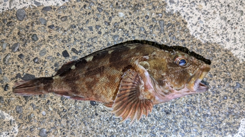 カサゴの釣果