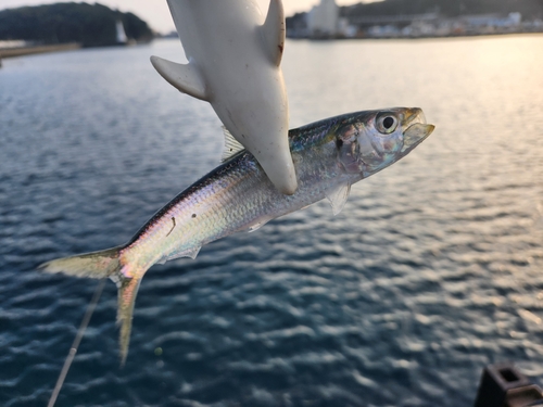 カタボシイワシの釣果