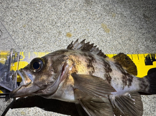 メバルの釣果