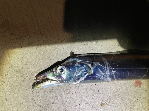 タチウオの釣果