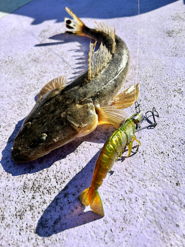 マゴチの釣果