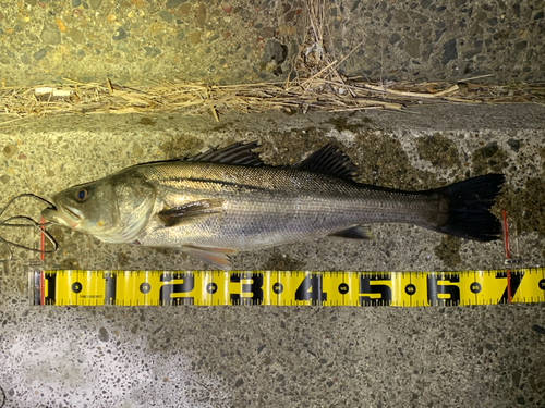 シーバスの釣果