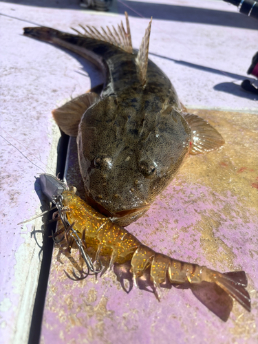 マゴチの釣果