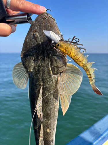 マゴチの釣果