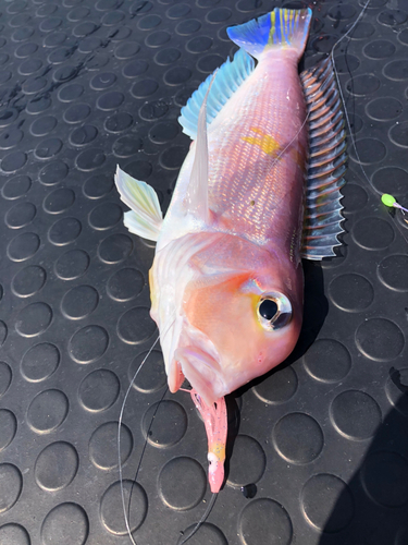 アマダイの釣果