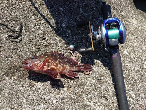 カサゴの釣果