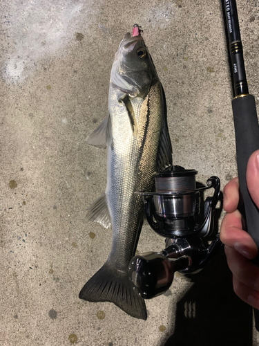 スズキの釣果