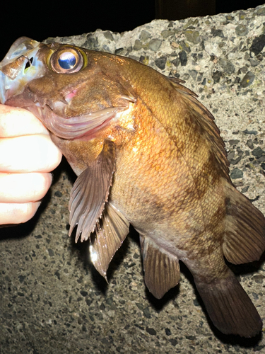 メバルの釣果