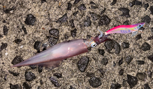 ヤリイカの釣果