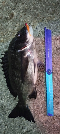 クロダイの釣果