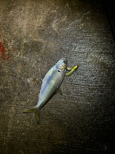 コノシロの釣果