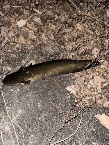 マナマズの釣果