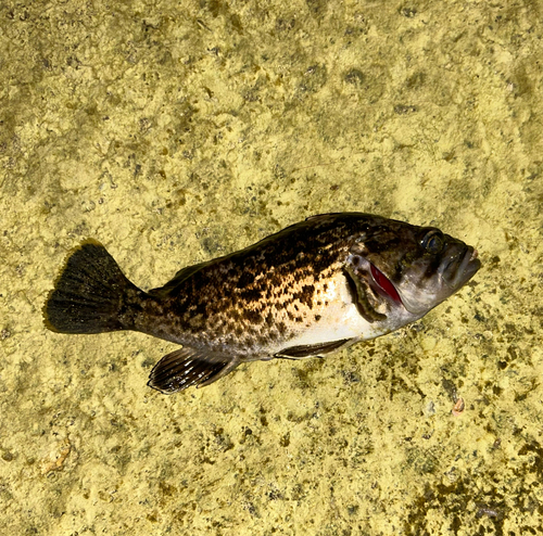 ソイの釣果