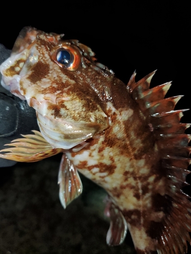 ガシラの釣果