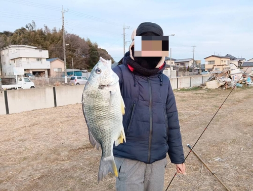 キビレの釣果