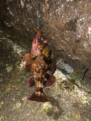 カサゴの釣果