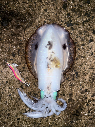 アオリイカの釣果