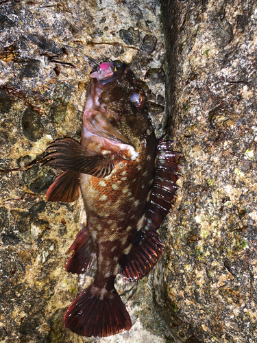 カサゴの釣果