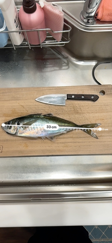 アジの釣果