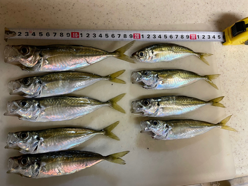 アジの釣果