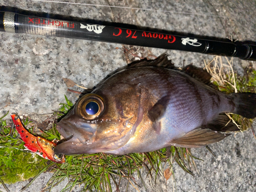 メバルの釣果