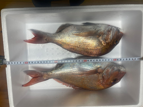 タイの釣果