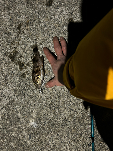 クロソイの釣果