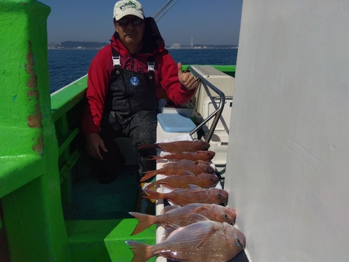 マダイの釣果