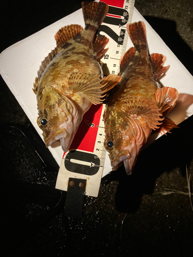 カサゴの釣果