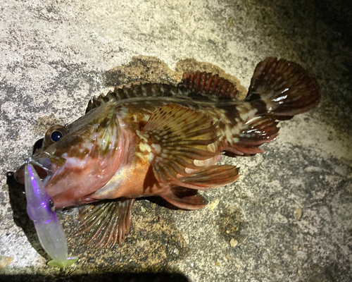 カサゴの釣果