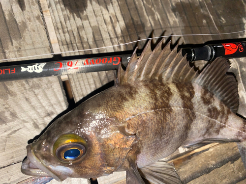 メバルの釣果