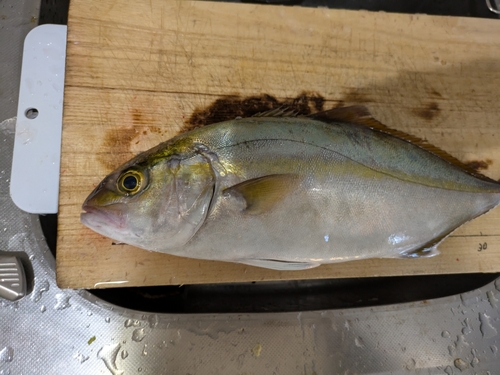 ショゴの釣果