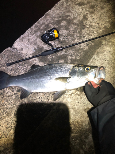 ヒラスズキの釣果