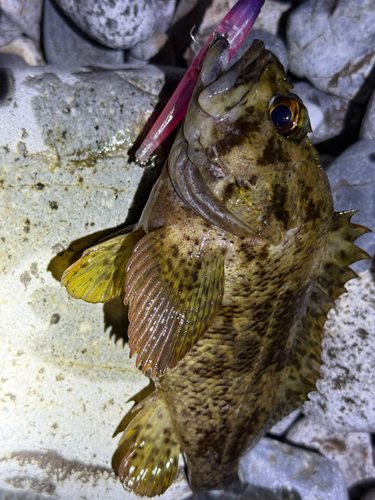 ソイの釣果