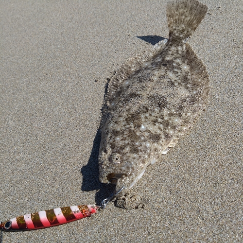 ヒラメの釣果