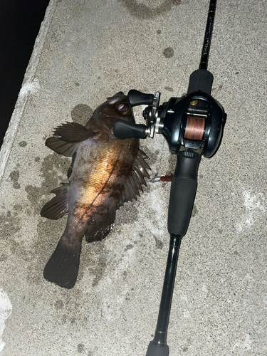 シロメバルの釣果