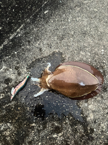 モンゴウイカの釣果