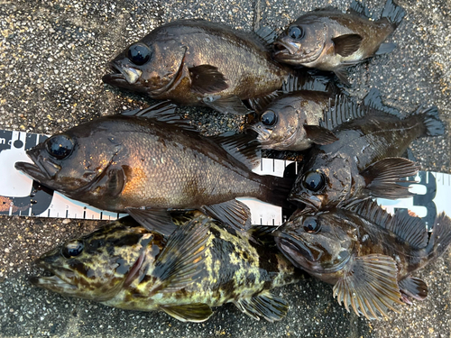 シロメバルの釣果