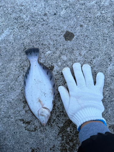 クロガシラガレイの釣果