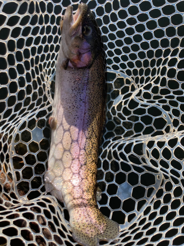 ニジマスの釣果