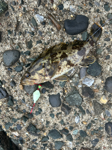 タケノコメバルの釣果