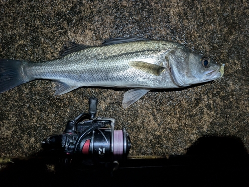 セイゴ（マルスズキ）の釣果