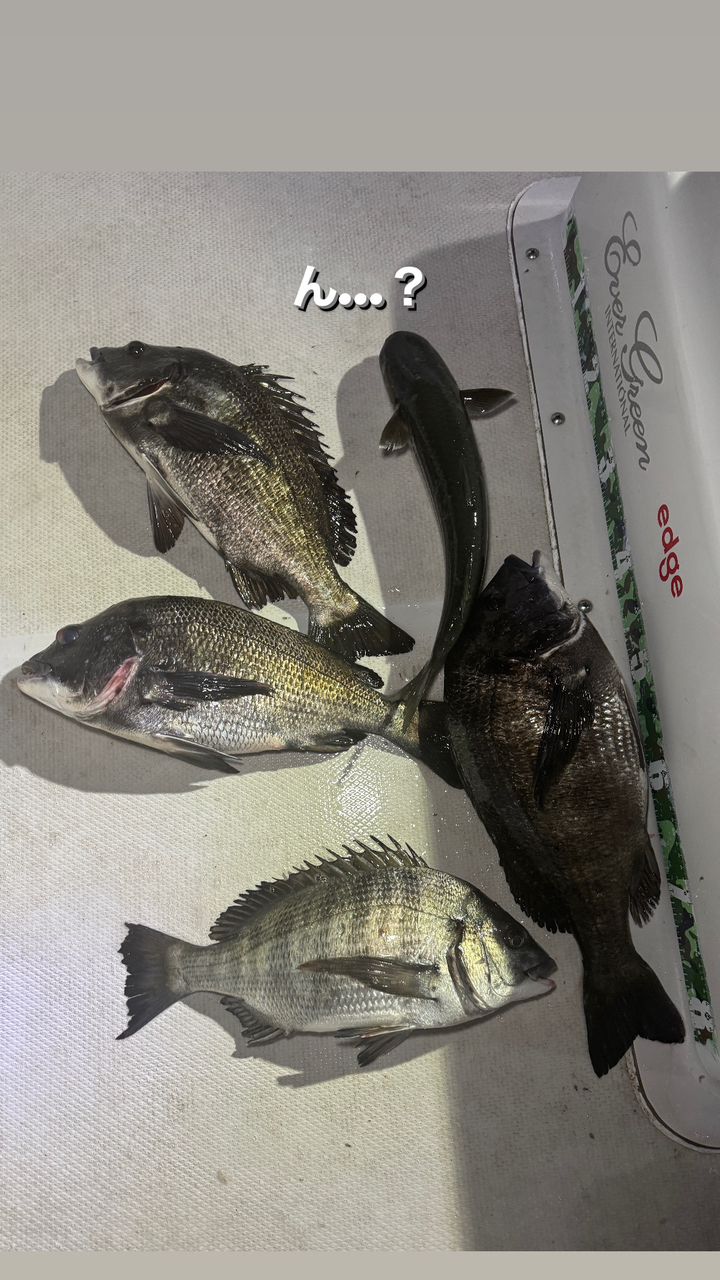 名古屋港ボートシーバスガイド edgeさんの釣果 3枚目の画像